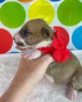 Fawn Female MBT, a female Miniature Bull Terrier for sale in Granbury, TX – 6 of 10