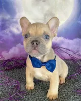 Winter’s Navy, a male French Bulldog for sale in Granbury, TX – 2 of 4