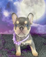 Lindy’s Red, a female French Bulldog for sale in Granbury, TX – 4 of 5