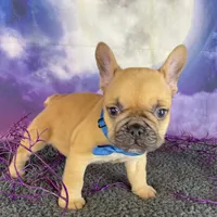Dotty’s Gray, a male French Bulldog for sale in Granbury, TX – 3 of 4