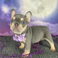 Lindy’s Red, a female French Bulldog for sale in Granbury, TX – 3 of 5