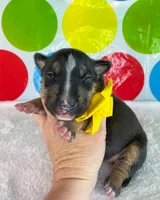 Black Female MBT, a female Miniature Bull Terrier for sale in Granbury, TX – 5 of 8