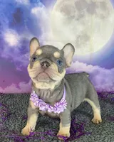 Lindy’s Red, a female French Bulldog for sale in Granbury, TX – 5 of 5