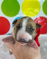 Fawn Female MBT, a female Miniature Bull Terrier for sale in Granbury, TX – 1 of 10