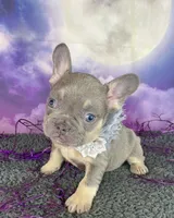 Winter’s Orange, a female French Bulldog for sale in Granbury, TX – 3 of 4