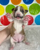 Fawn Female MBT, a female Miniature Bull Terrier for sale in Granbury, TX – 5 of 10