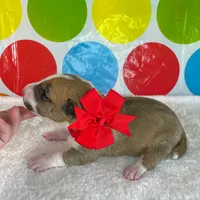 Fawn Female MBT, a female Miniature Bull Terrier for sale in Granbury, TX – 3 of 10