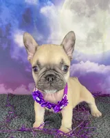 Dotty’s Purple, a female French Bulldog for sale in Granbury, TX – 2 of 5