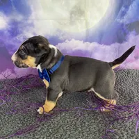 Male MBT, a male Miniature Bull Terrier for sale in Granbury, TX – 3 of 9