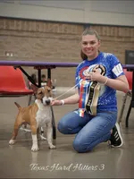 Black Female MBT, a female Miniature Bull Terrier for sale in Granbury, TX – 7 of 8