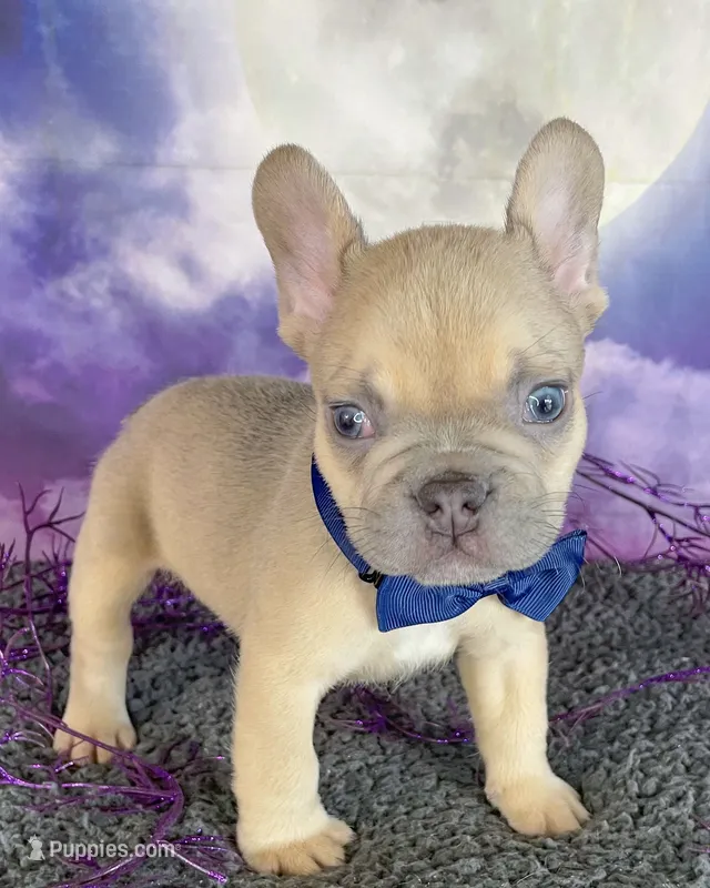 Winter’s Navy – French Bulldog puppy for sale in Granbury, TX