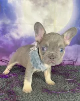 Winter’s Orange, a female French Bulldog for sale in Granbury, TX – 2 of 4