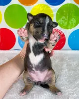 Black Female MBT, a female Miniature Bull Terrier for sale in Granbury, TX – 2 of 8