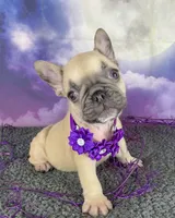 Dotty’s Purple, a female French Bulldog for sale in Granbury, TX – 3 of 5