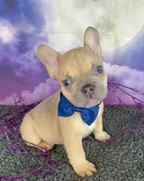 Winter’s Navy, a male French Bulldog for sale in Granbury, TX – 3 of 4