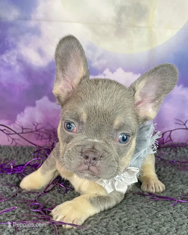 Winter’s Orange – French Bulldog puppy for sale in Granbury, TX