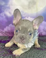 Winter’s Orange, a female French Bulldog for sale in Granbury, TX – 1 of 4