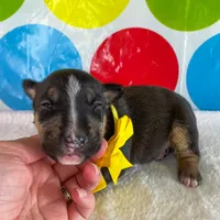 Black Female MBT, a female Miniature Bull Terrier for sale in Granbury, TX – 3 of 8