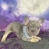 Winter’s Orange, a female French Bulldog for sale in Granbury, TX – 4 of 4