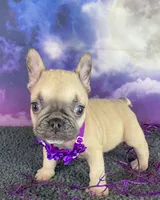 Dotty’s Purple, a female French Bulldog for sale in Granbury, TX – 4 of 5