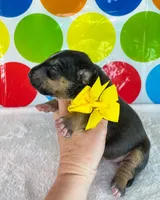 Black Female MBT, a female Miniature Bull Terrier for sale in Granbury, TX – 6 of 8