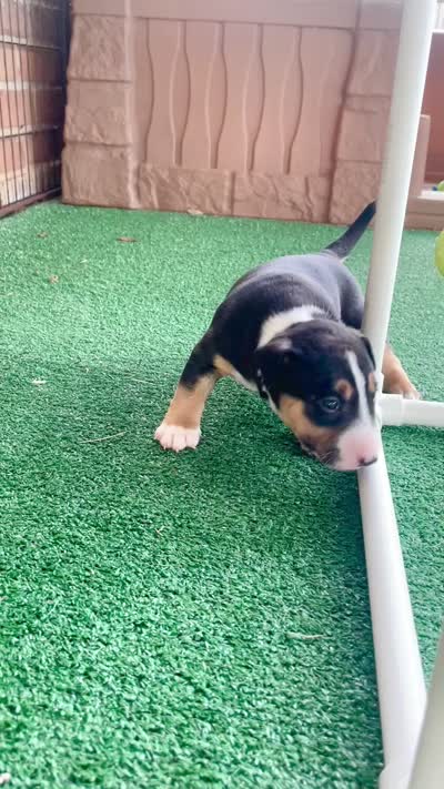 Male MBT, a male Miniature Bull Terrier for sale in Granbury, TX – 9 of 9