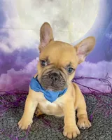 Dotty’s Gray, a male French Bulldog for sale in Granbury, TX – 2 of 4