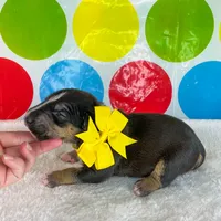 Black Female MBT, a female Miniature Bull Terrier for sale in Granbury, TX – 4 of 8