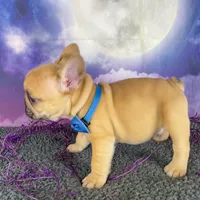 Dotty’s Gray, a male French Bulldog for sale in Granbury, TX – 4 of 4