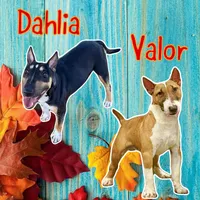 Black Female MBT, a female Miniature Bull Terrier for sale in Granbury, TX – 8 of 8