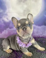 Lindy’s Red, a female French Bulldog for sale in Granbury, TX – 1 of 5
