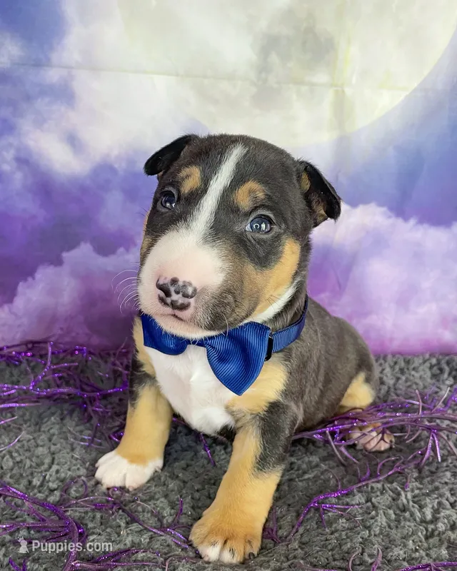 Male MBT – Miniature Bull Terrier puppy for sale in Granbury, TX