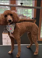 Teddy, a male Poodle - Standard  for sale in Lobelville, TN – 1 of 1