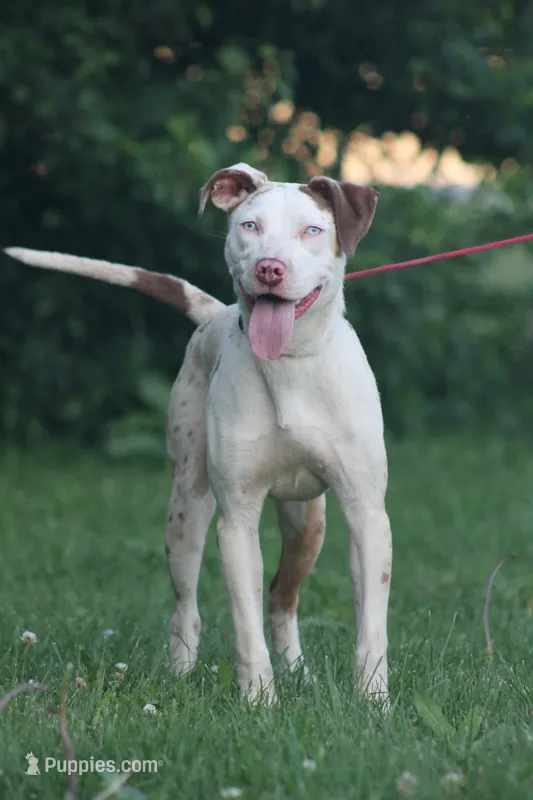 Alaska – Catahoula Leopard Dog puppy for sale in Bushnell, IL