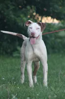 Alaska, a female Catahoula Leopard Dog for sale in Bushnell, IL – 1 of 1