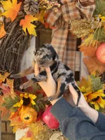 Velvet, a female Catahoula Leopard Dog for sale in Bushnell, IL – 2 of 2