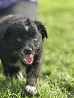 Parker, a male Australian Shepherd for sale in Bushnell, IL – 1 of 2