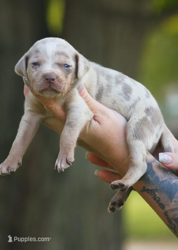 Sienna – Catahoula Leopard Dog puppy for sale in Bushnell, IL
