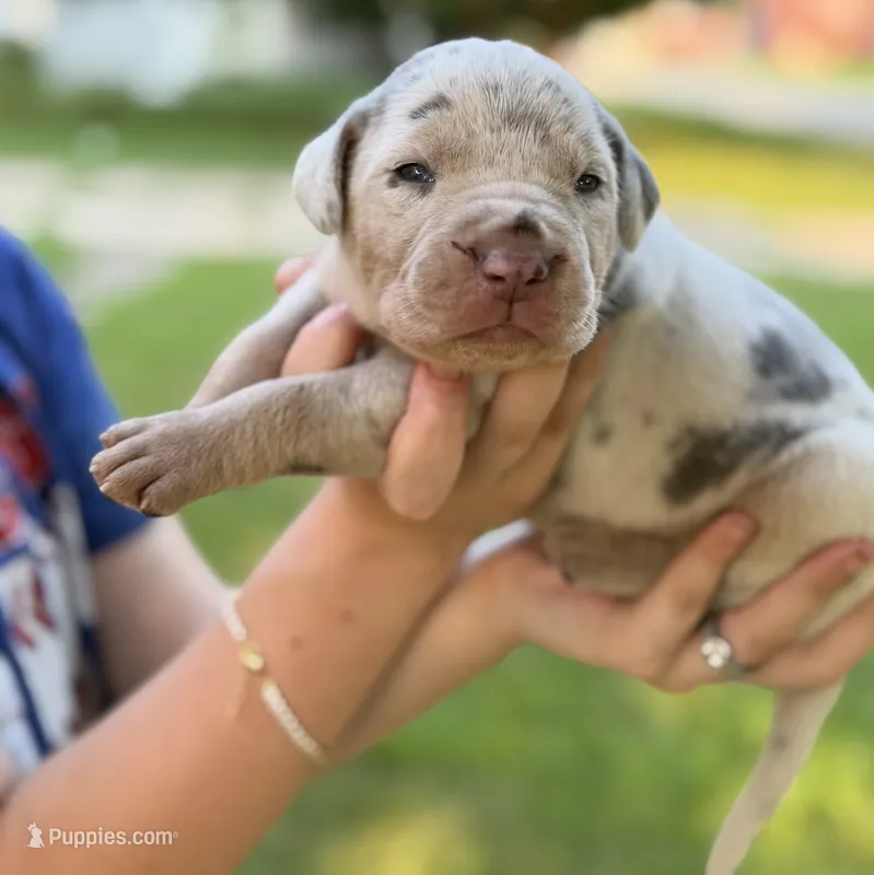 Roush – Catahoula Leopard Dog puppy for sale in Bushnell, IL