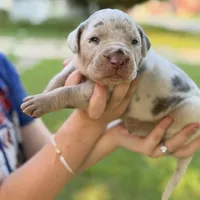 Roush, a male Catahoula Leopard Dog for sale in Bushnell, IL – 1 of 4