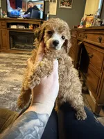 Dior, a male Poodle - Toy  for sale in Macomb, IL – Photo 3 of 9