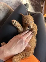 Dior, a male Poodle - Toy  for sale in Macomb, IL – Photo 2 of 9