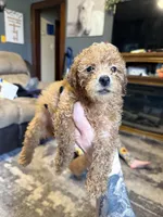 Dior, a male Poodle - Toy  for sale in Macomb, IL – Photo 5 of 9