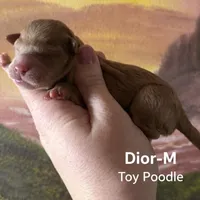 Dior, a male Poodle - Toy  for sale in Macomb, IL – Photo 9 of 9