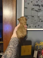 Dior, a male Poodle - Toy  for sale in Macomb, IL – Photo 8 of 9