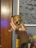 Dior, a male Poodle - Toy  for sale in Macomb, IL – Photo 7 of 9