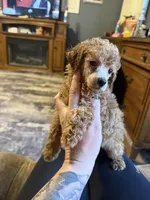 Dior, a male Poodle - Toy  for sale in Macomb, IL – Photo 6 of 9