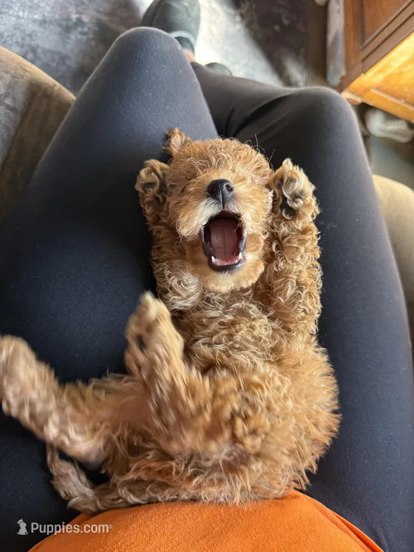 Dior – Poodle - Toy  puppy for sale in Macomb, IL