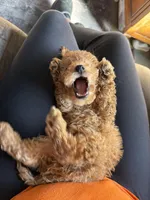 Dior, a male Poodle - Toy  for sale in Macomb, IL – Photo 1 of 9