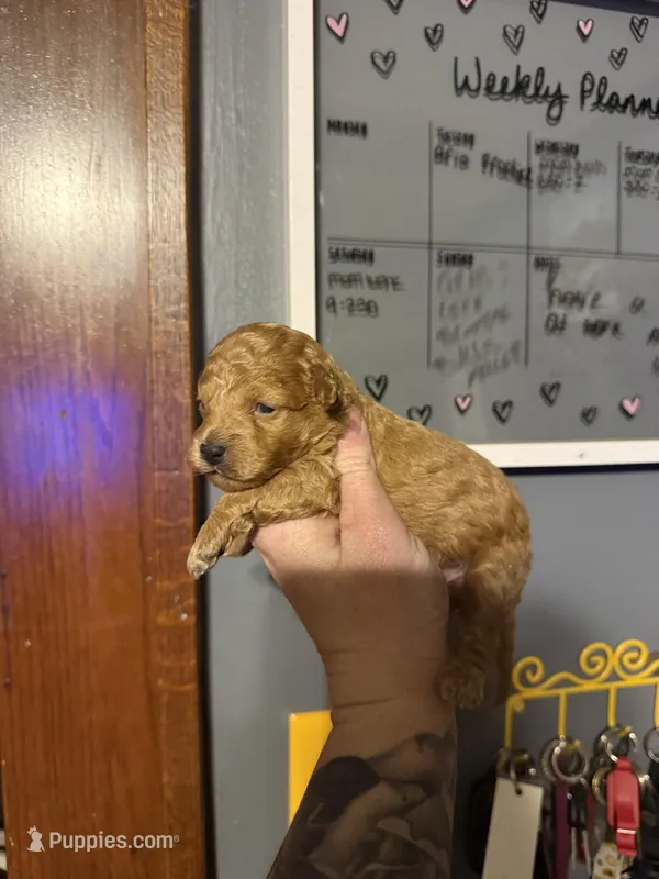 Dior – Poodle - Toy  puppy for sale in Macomb, IL